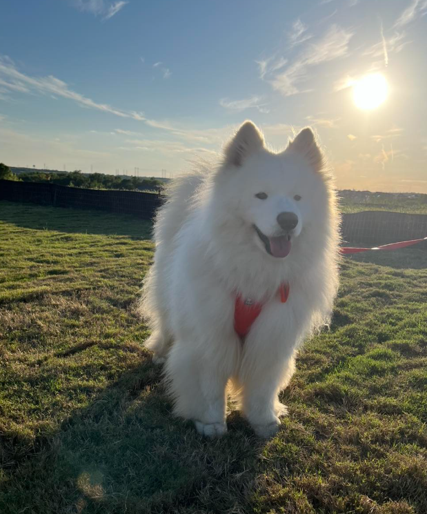 Rescued Samoyed enjoying freedom in a sunny field