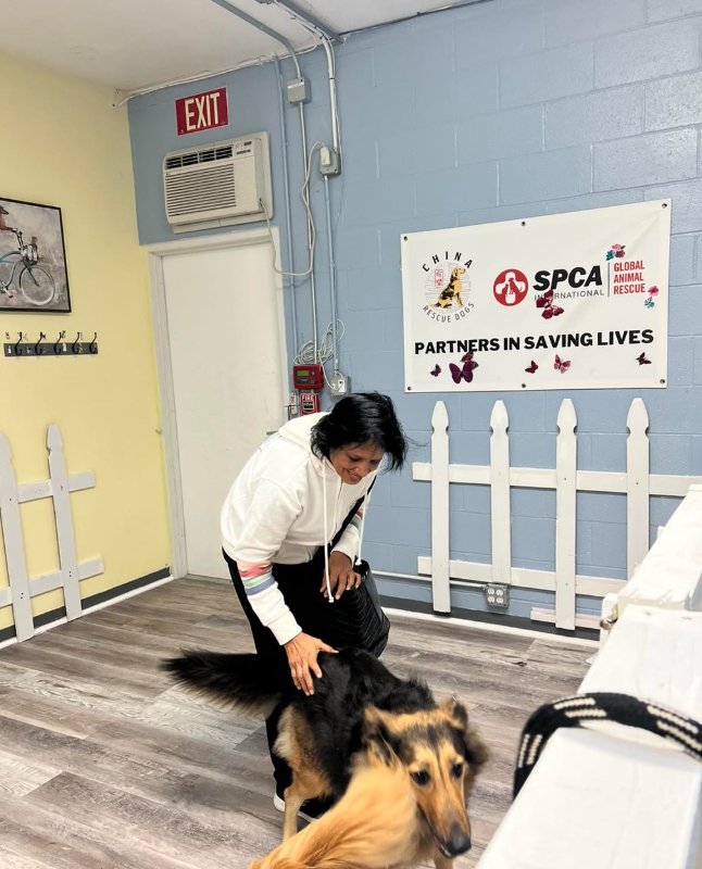Volunteers welcoming a rescued dog